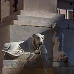 Dolce * Jesi
